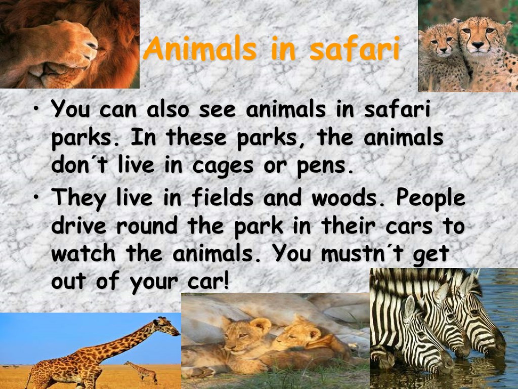 Animals in safari You can also see animals in safari parks. In these parks,